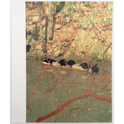 Central Park Turtles - Andrea Corson