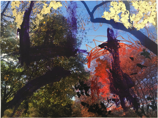 Central Park Collab - Andrea Corson