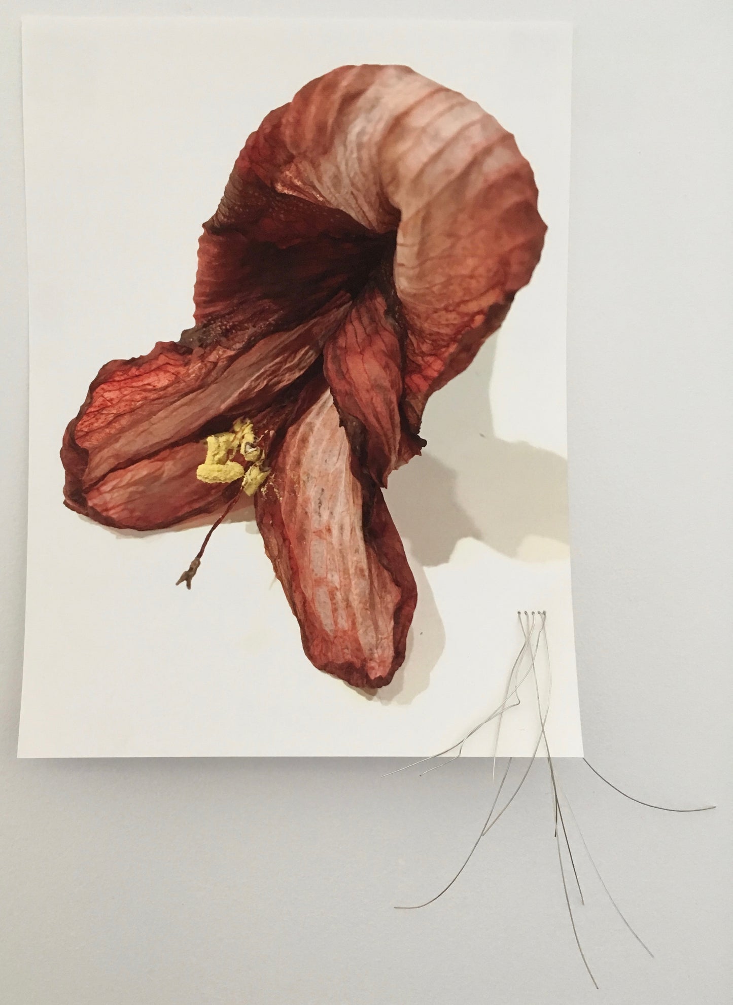 Amaryllis - Andrea Corson