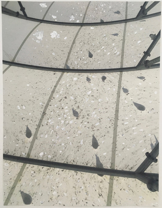 Bird Business - Andrea Corson