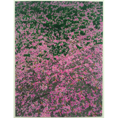 Cherry Blossoms At Socrates - Andrea Corson