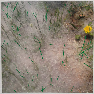 Dandelion Green - Andrea Corson
