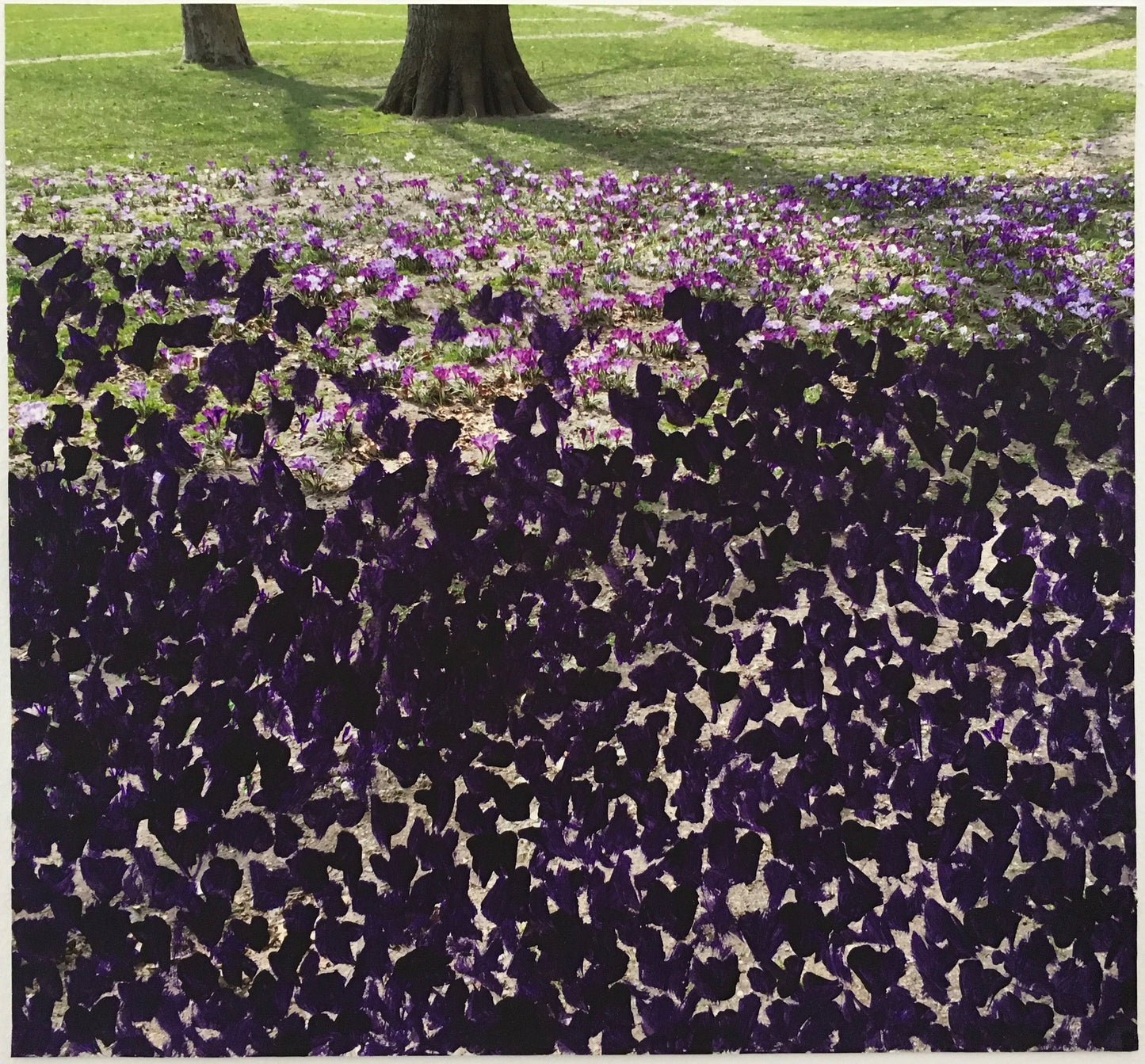 Crocuses in Central Park - Andrea Corson