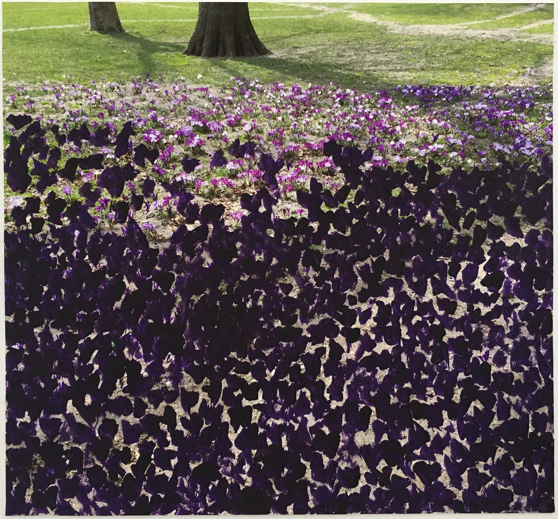 Crocuses in Central Park - Andrea Corson