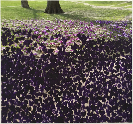 Crocuses in Central Park - Andrea Corson