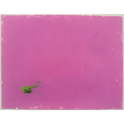 Pink - Andrea Corson