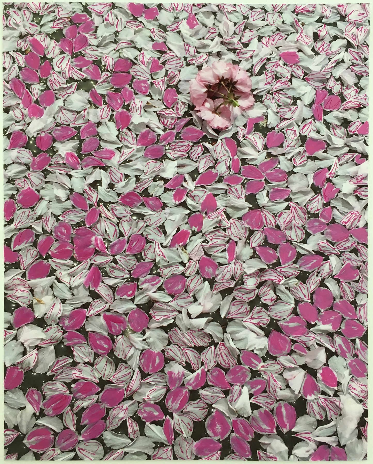 Pink Petals, Blossoms In A Puddle On Roosevelt Island
