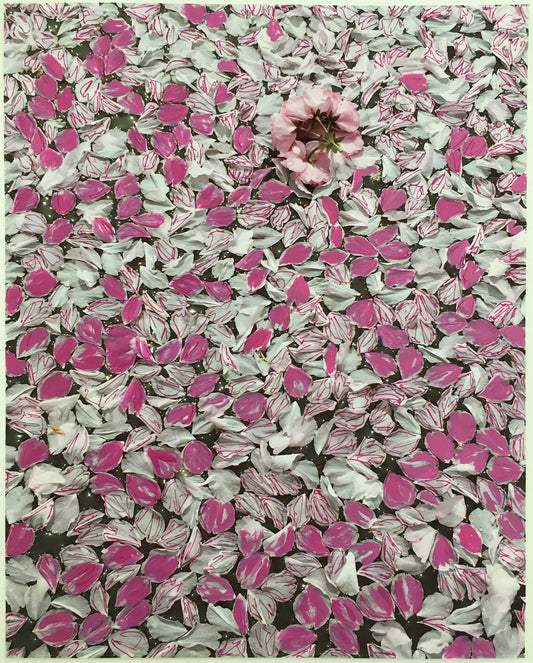 Pink Petals, Blossoms In A Puddle On Roosevelt Island - Andrea Corson
